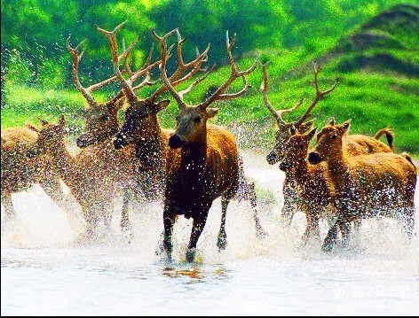 【盐城旅游攻略收集】江苏必游景点之盐城_江