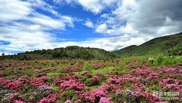 门源百里花海