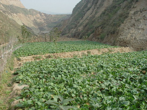 盐水沟图片