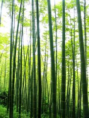 永川茶山竹海