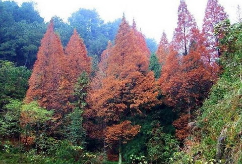 凤凰山图片