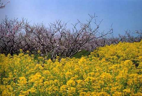 桃源民俗村图片