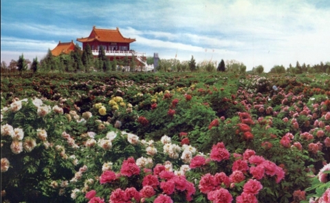 曹州牡丹园图片