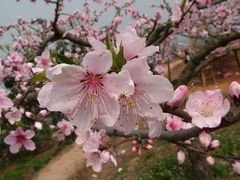 林芝桃花沟图片