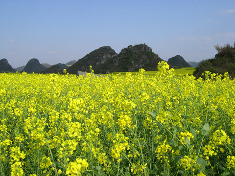 罗平油菜花海 2 - 罗平油菜花海的照片\/曲靖\/云