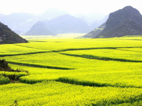 罗平油菜花海 - 罗平油菜花海的照片\/曲靖\/云南