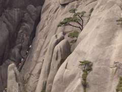 黄山 DSC02702
