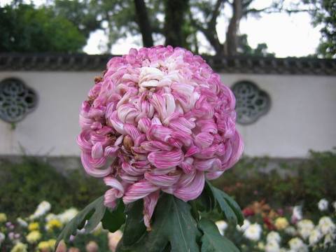 福州西湖公园图片