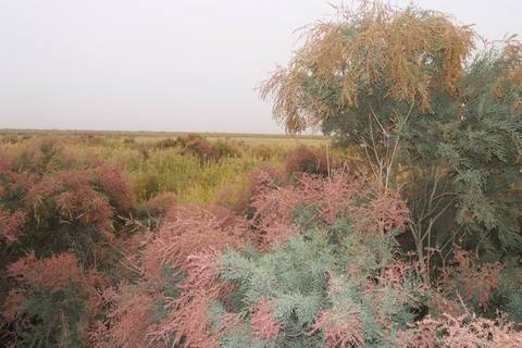 银河红柳林景区3 - 银河红柳林景区的照片\/吴忠