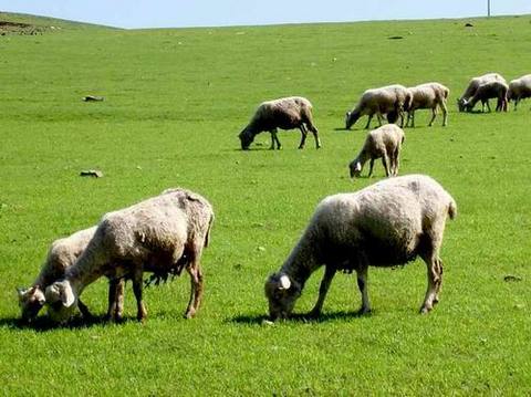 <em>科尔沁草原</em> - <em>科尔沁草原</em>的<em>照片</em>/包头/内蒙古 - 