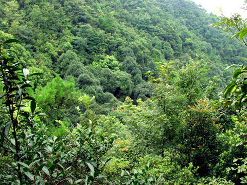大桂山国家森林公园图片