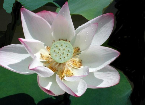 黑山莲花湖图片