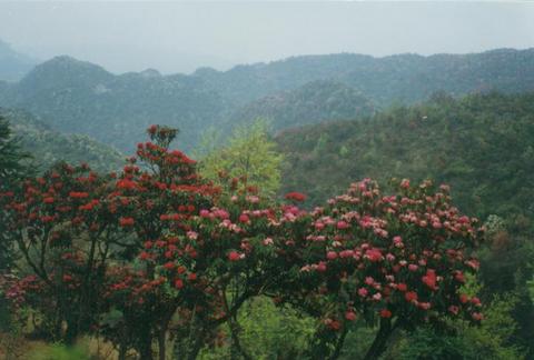 黔西水西公园图片