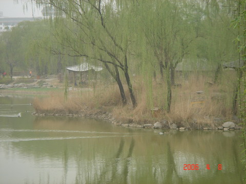 柳荫公园图片