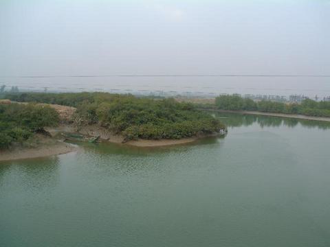 红树林图片