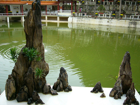 仙湖植物园图片