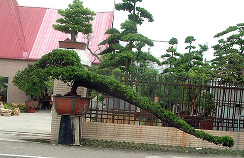 陈村花卉世界图片