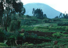 维龙加火山国家公园
