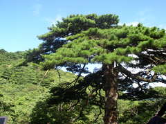 黑虎松图片