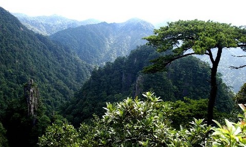 莽山森林公园图片
