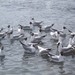 青海 西宁 鸬鹚岛