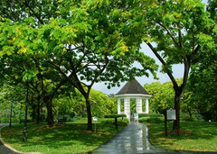 新加坡植物园 