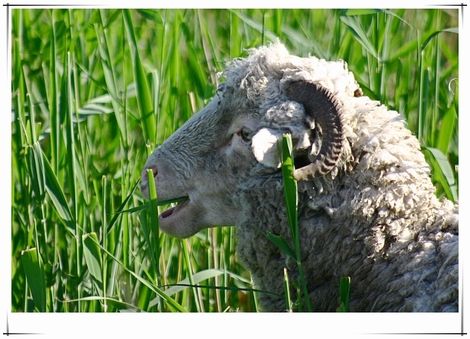 罗索 - 罗索的照片\/多米尼克\/北美洲