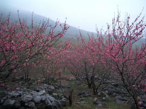 桃花谷自然风景区图片