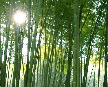 五峰山森林公园图片