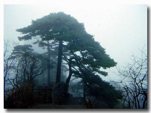 黑虎松图片