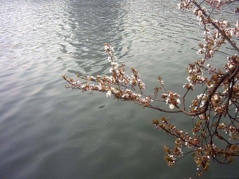 包河秀色图片