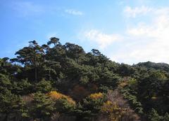 泰山7