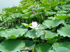 莲花池公园图片