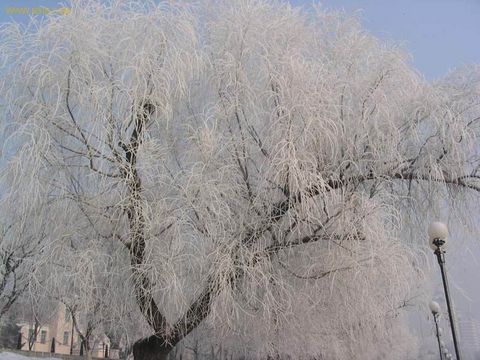 吉林雾凇  吉林 吉林 雾凇9