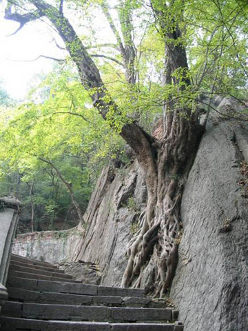 琅琊古道图片