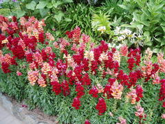 宝翠花园9