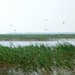 溱湖湿地