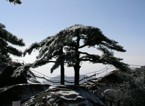 陪客松图片