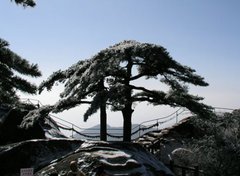 陪客松`