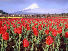 富士山 富士山4