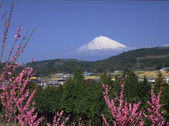 <东京-箱根-富士山-大阪6日>樱花祭，品美食，享温泉，赠金阁寺