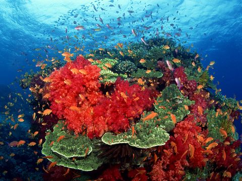 海底世界图片