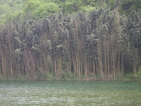 康县阳坝图片