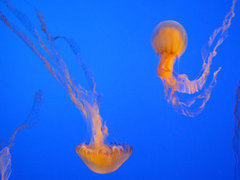 海底世界 571f214402000cvk[1]