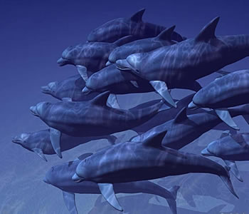 20060522HTHT2307010[2] - 海豚湾的照片\/菲