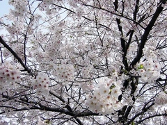 2006042516514896548[1]
