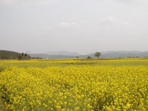 黄阳界图片