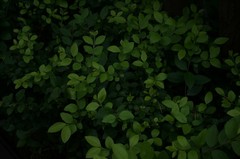 植物