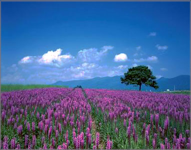 法<em>普罗旺斯</em> - shuiting的<em>照片</em> - 途牛<em>旅游网</em>