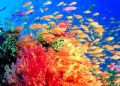 新澳海底世界图片